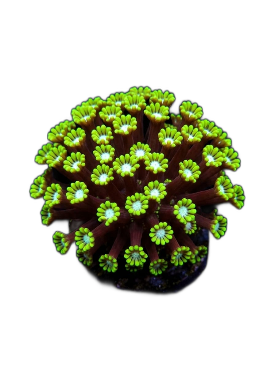 Alveopora grün