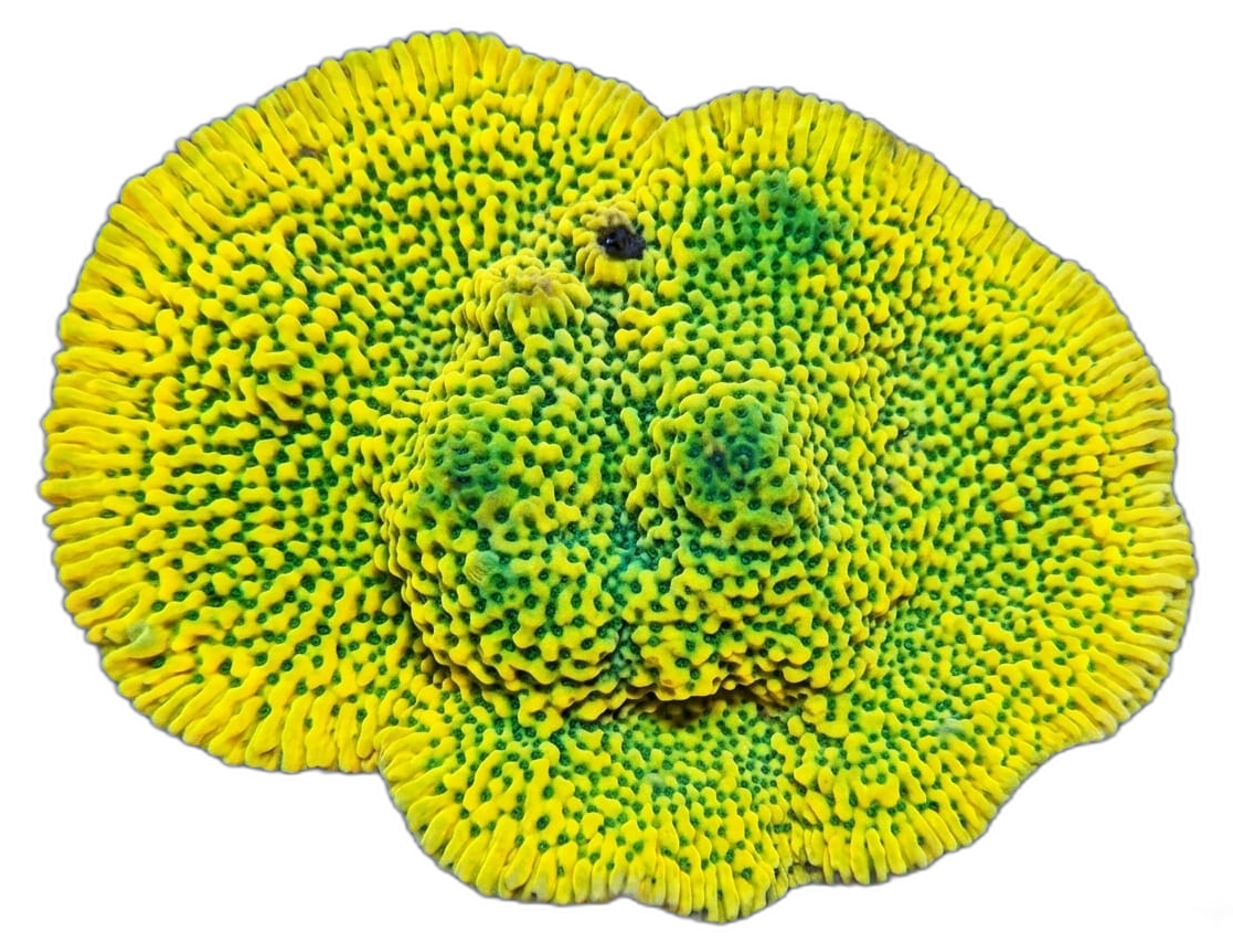 Jason Fox Montipora Kung Pao