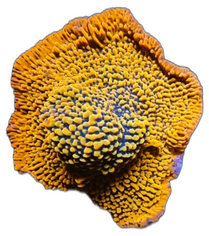 Montipora Brainfreeze