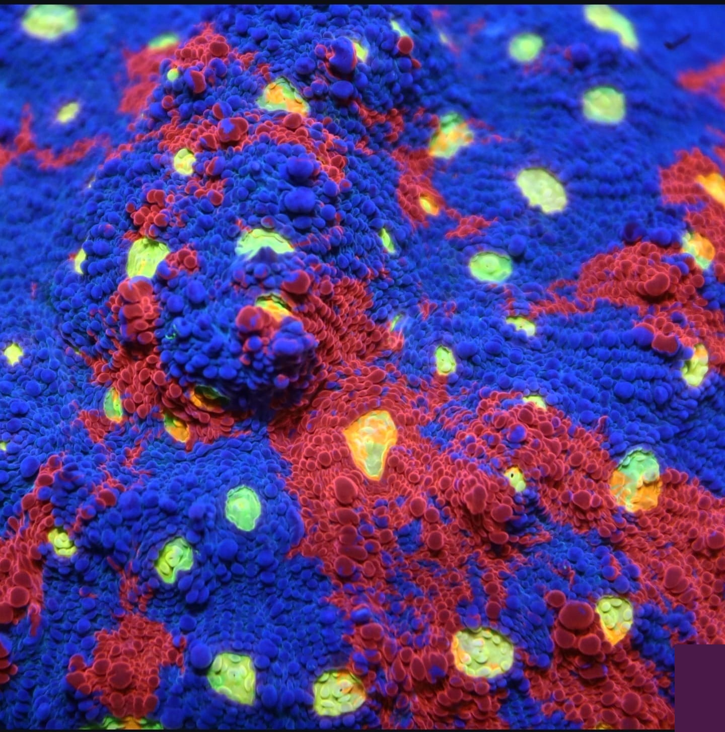 LPS Grosspolypige Steinkorallen