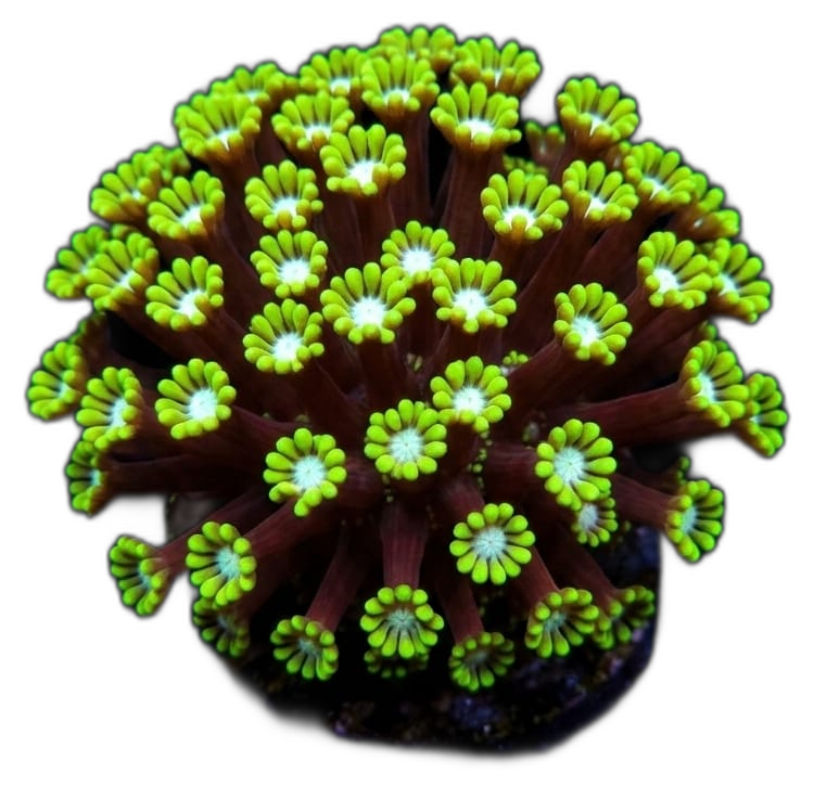 Alveopora grün