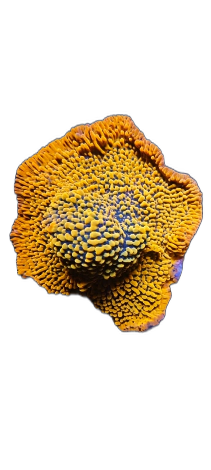 Montipora Brainfreeze